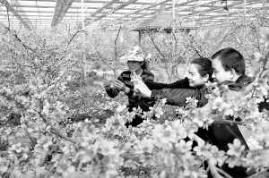 1459385277990495.jpg res01_attpic_brief (2).jpg