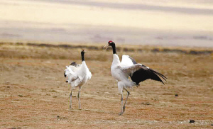 1460336770205193.jpg 1.jpg