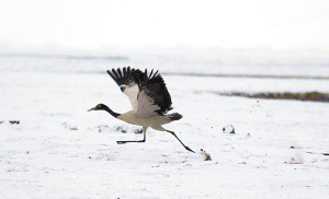 1460336777421754.jpg 2.jpg