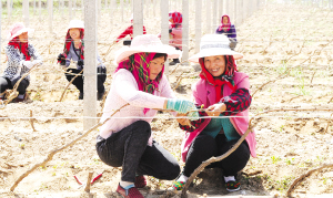 1463099350776263.jpg res01_attpic_brief.jpg