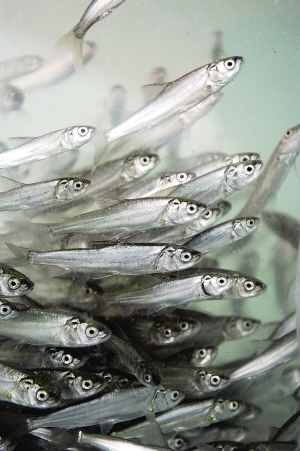 res03_attpic_brief (1).jpg