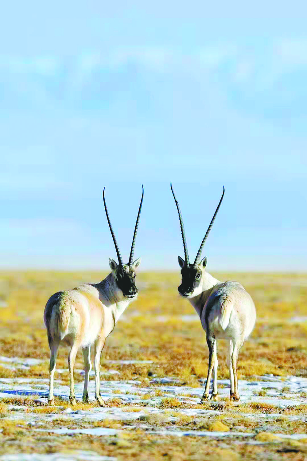 1654389134783765.jpg 1.jpg