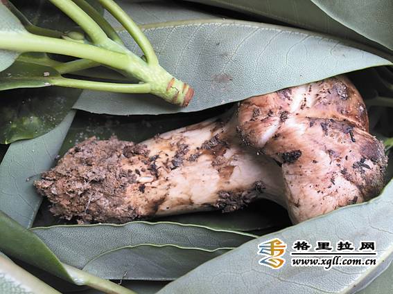 1466127576105630.jpg 1.jpg