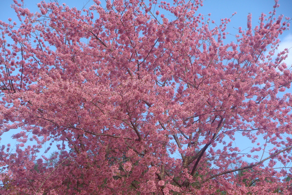 櫻花綻放 櫻花綻放