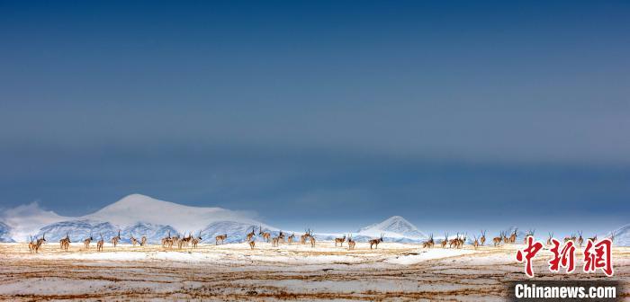 27人非法穿越青海可可西里被查