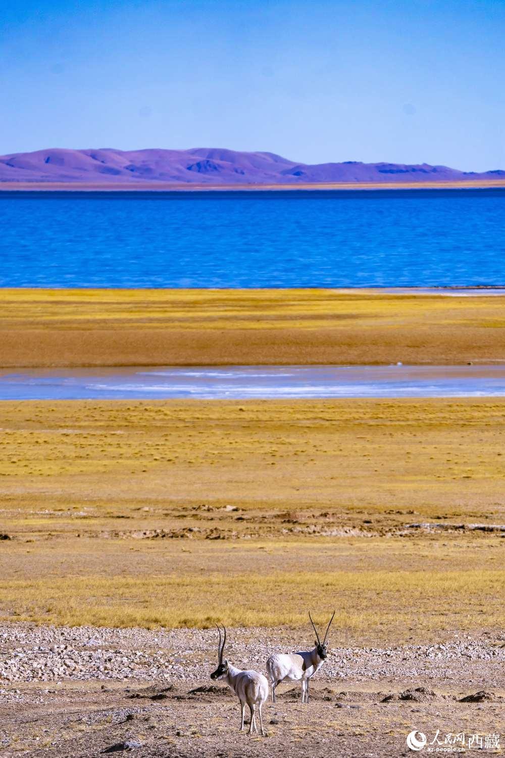 1637631429471032.jpg W020211123322886650378.jpg