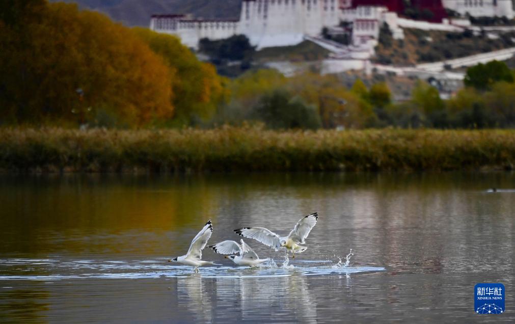 1697074082890784.jpg 3.jpg