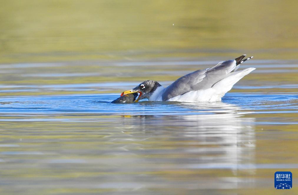 1697074087313696.jpg 4.jpg