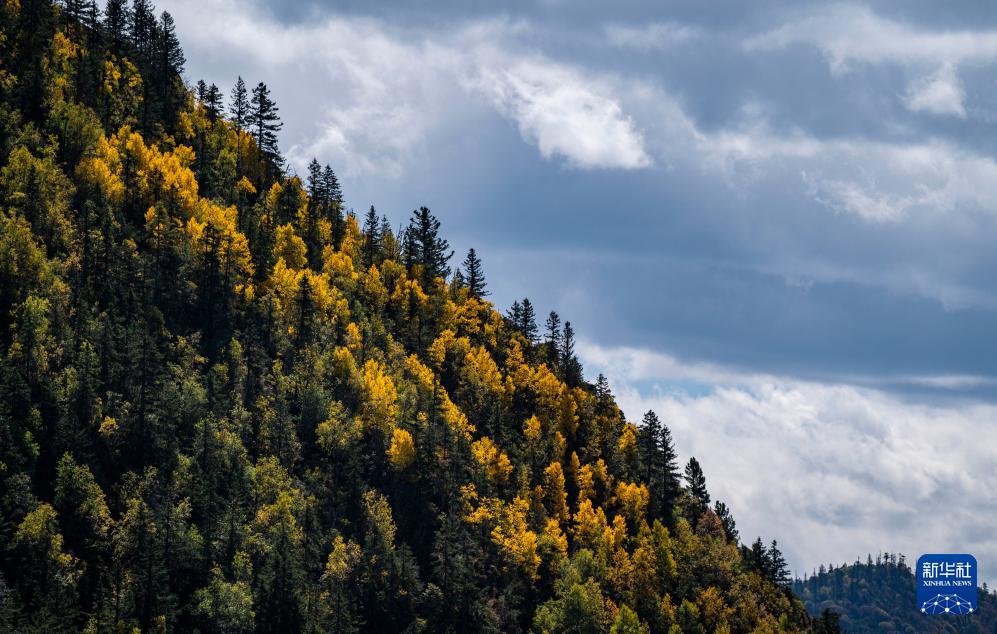 1698111235653228.jpg 3.jpg