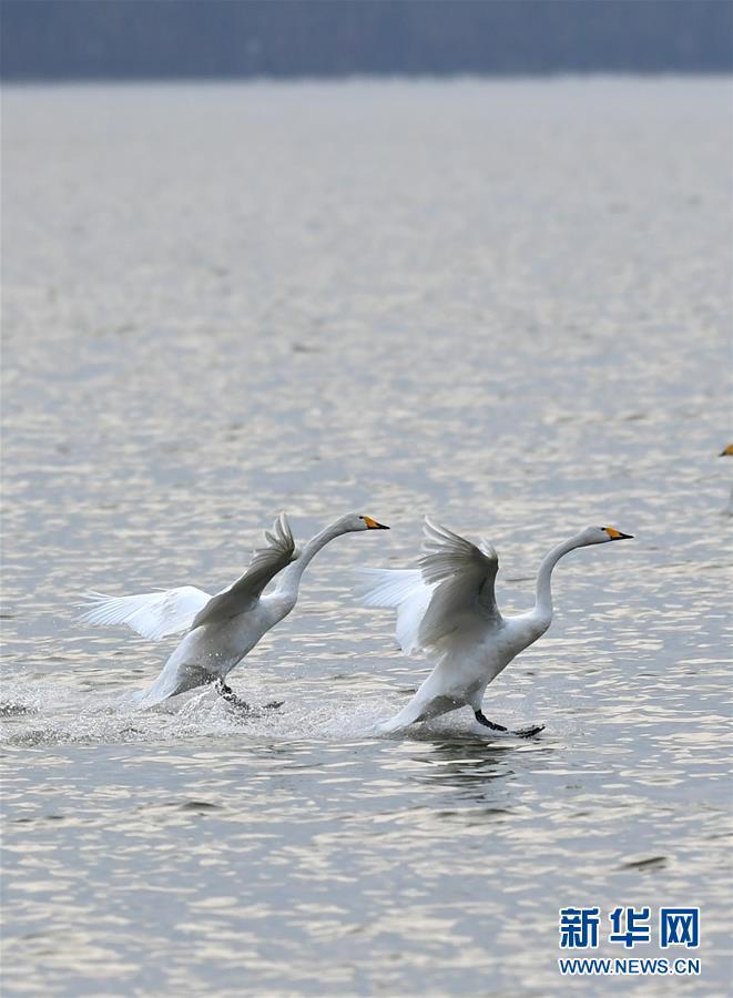 1486692011897795.jpg 1.jpg