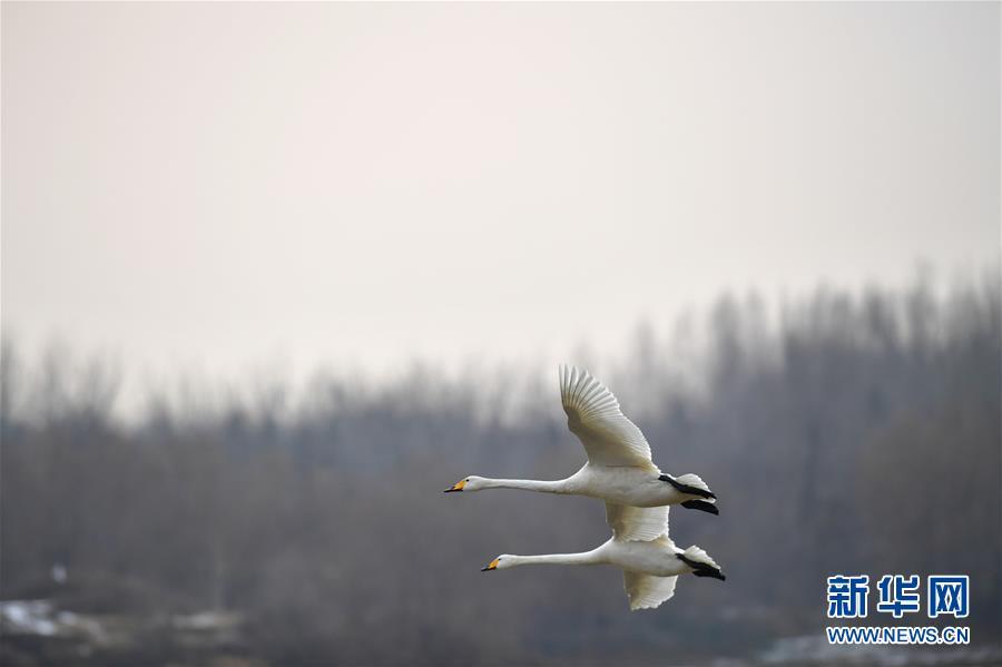 1486692060780889.jpg 1.jpg