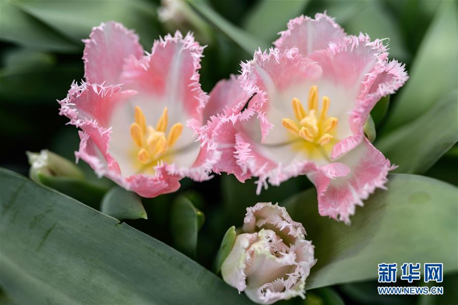 1488333498362387.jpg 1.jpg