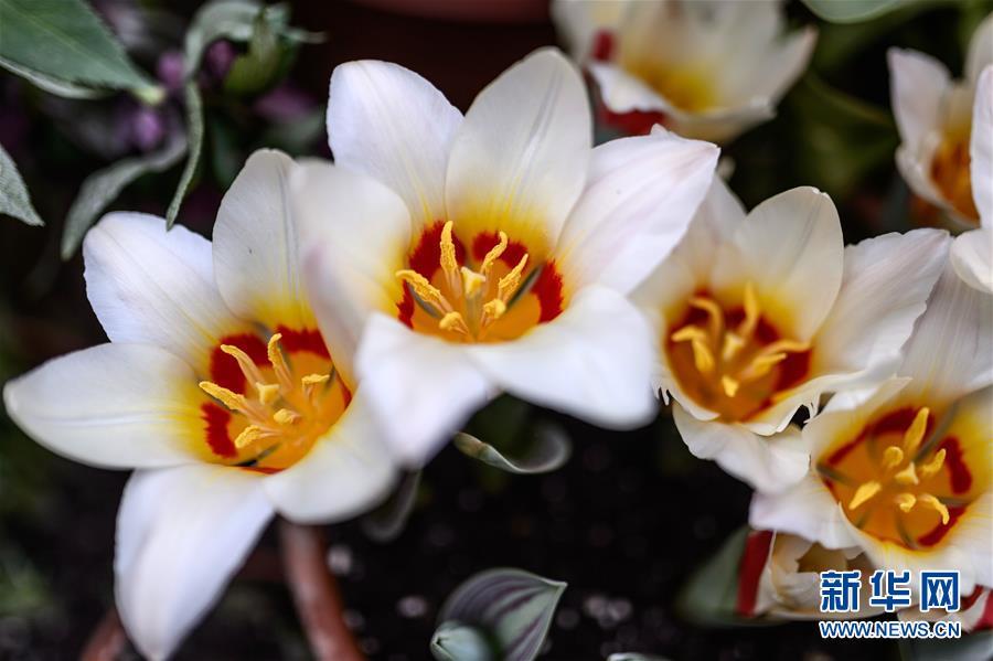 1488333658902786.jpg 1.jpg