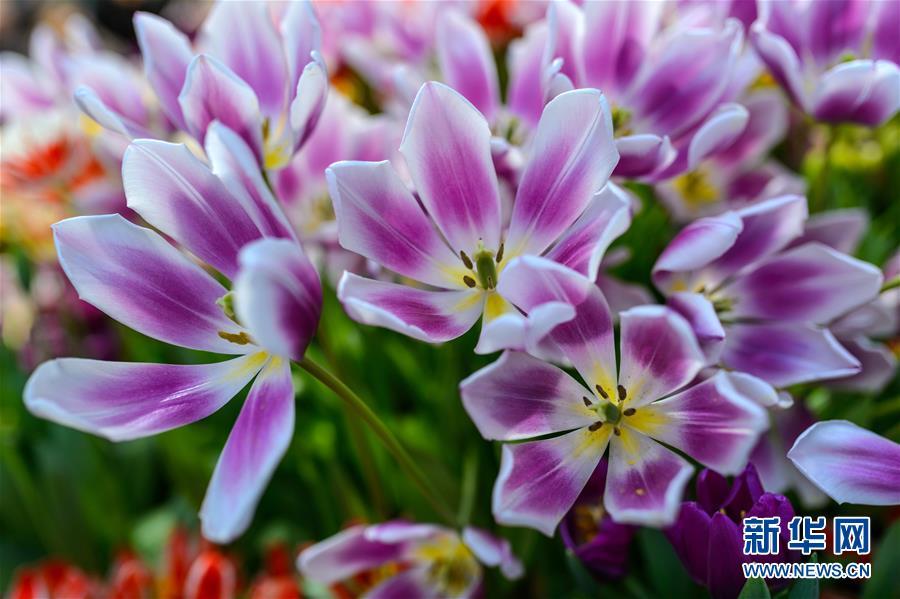 1488333678255409.jpg 1.jpg