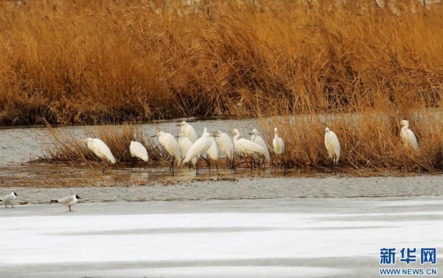 1489544312655762.jpg 1.jpg