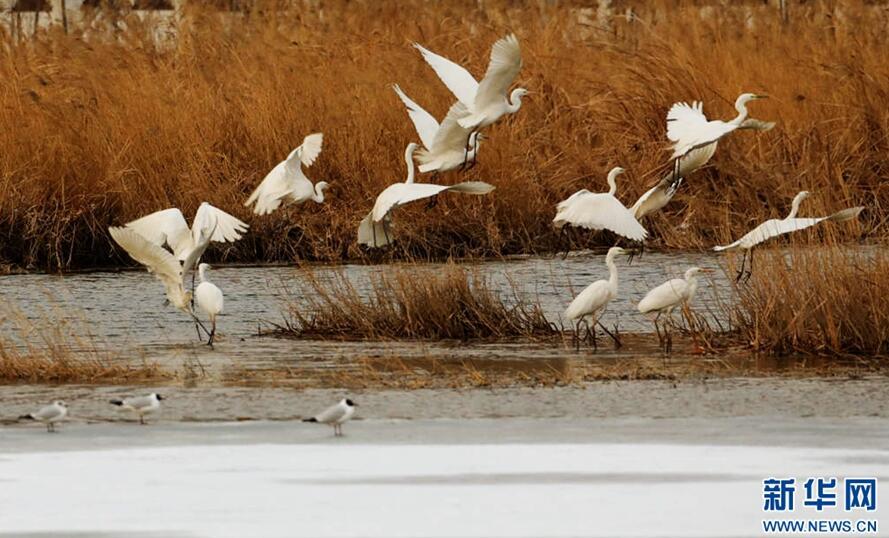 1489544334196750.jpg 1.jpg