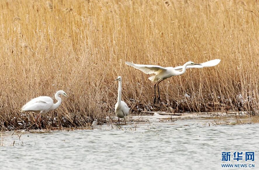 1489544374606939.jpg 1.jpg