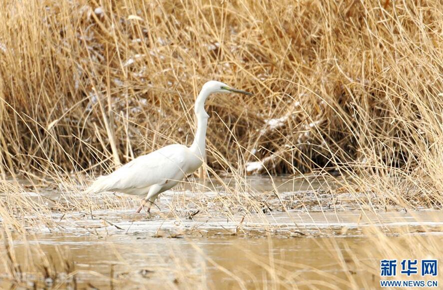 1489544410392478.jpg 1.jpg