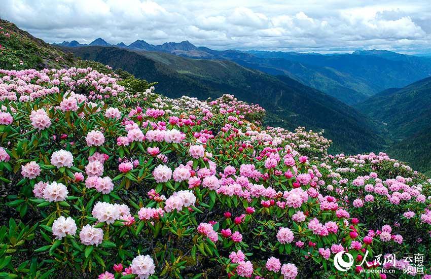 1496714217596512.jpg 1.jpg