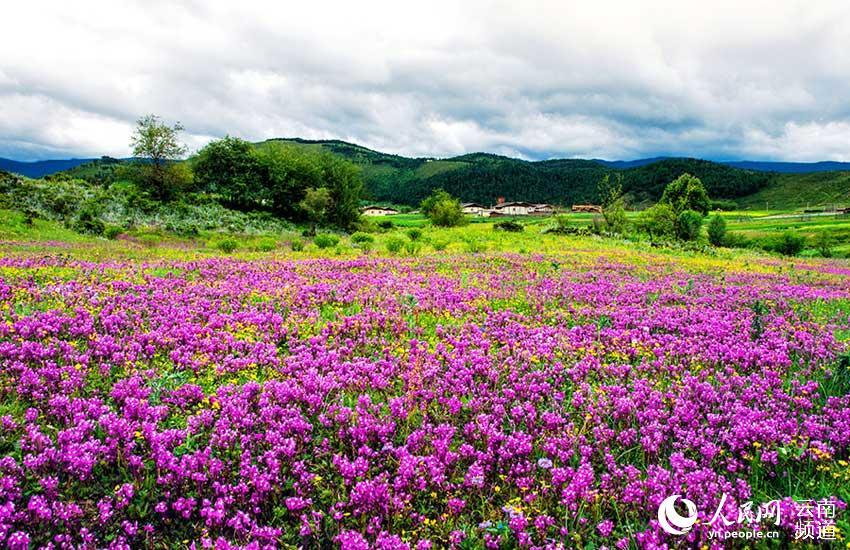 1496714350769946.jpg 1.jpg