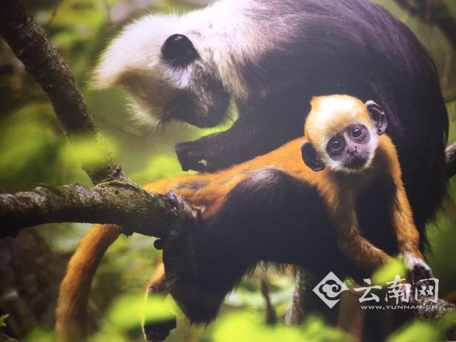 1497925059378395.jpg 3.jpg