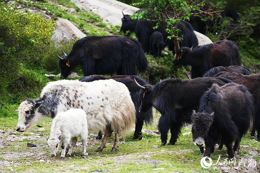 成群的牦牛漫步山澗。人民網(wǎng) 陳明菊攝
