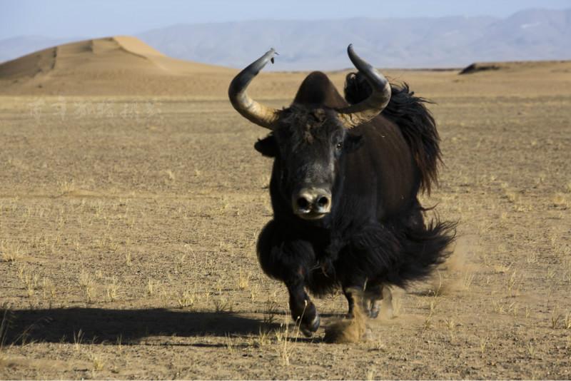 1476411359872129.jpg 6598176974866035041.jpg