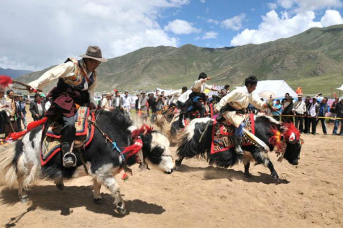 1477539480883496.jpg y亞洲的賽牦牛.jpg