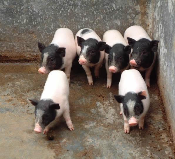 1502952757851708.jpg 5.jpg