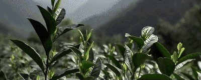 1516241051204672.gif 4.gif