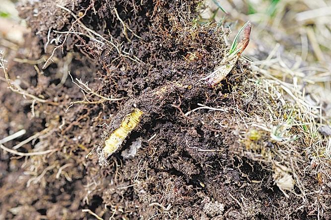 1526970485348714.jpg 4.jpg