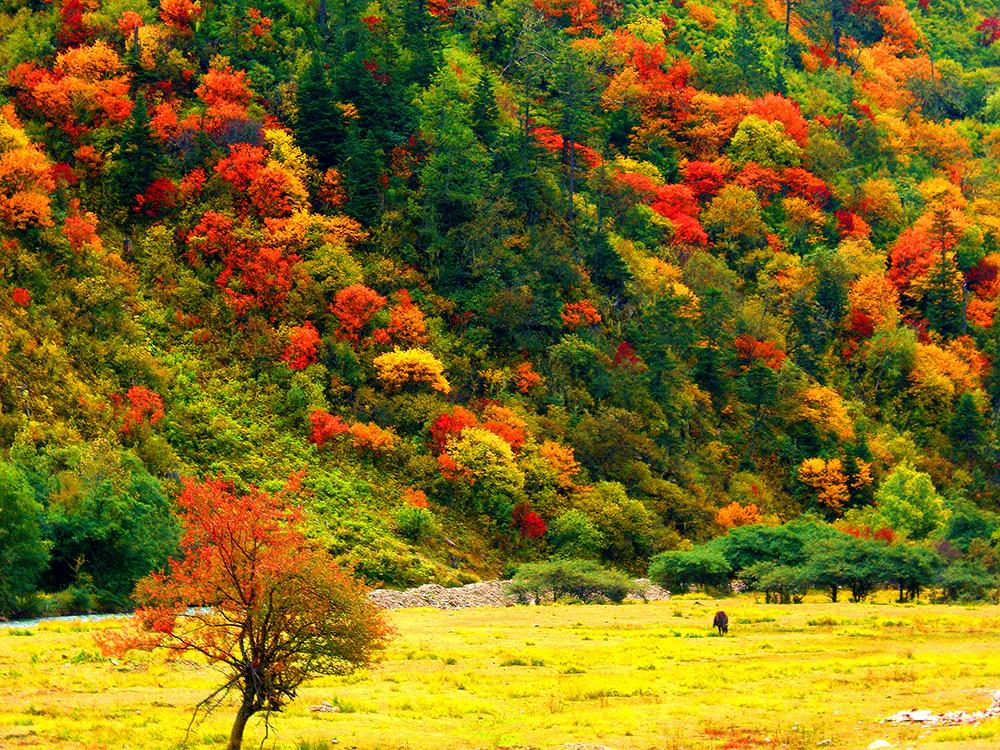 迪慶高原層林盡染。（張國華　 攝）CIMG4718_.jpg