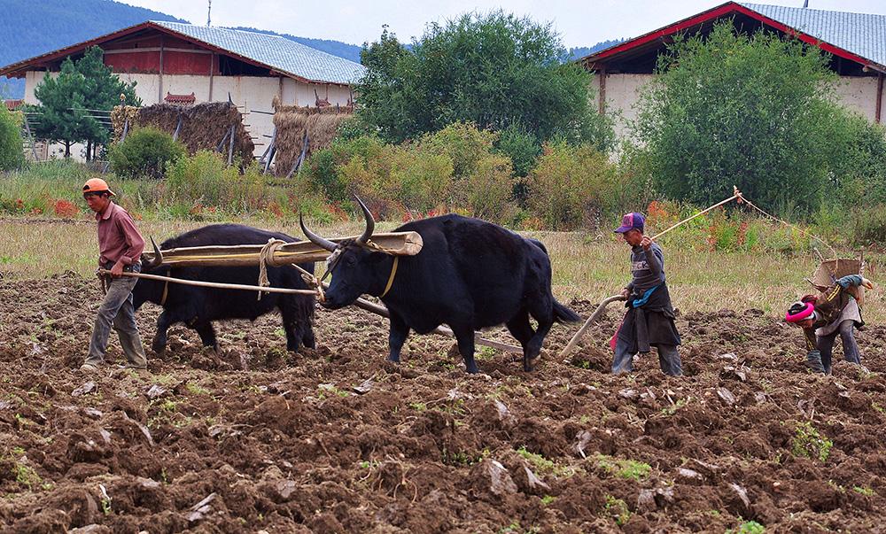 二牛抬杠。張國華 攝照片 101_.jpg