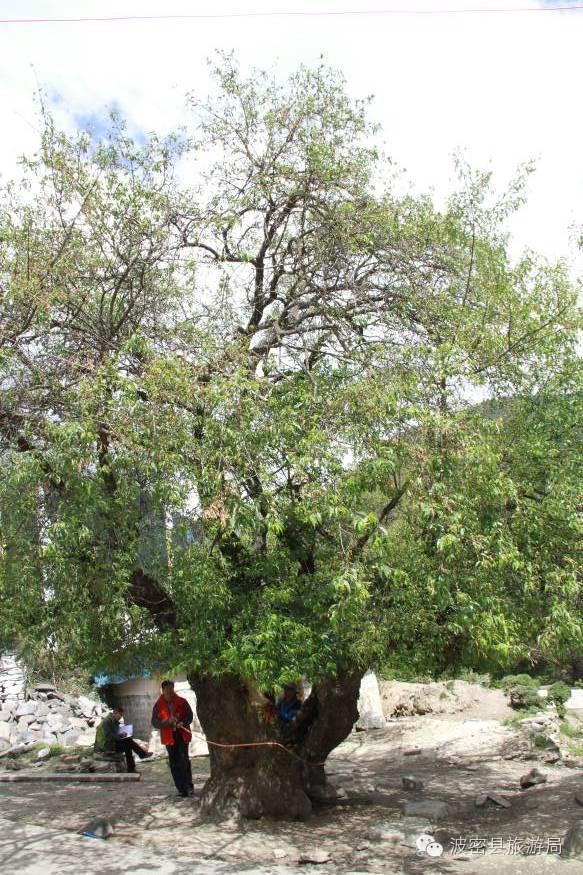 1478739184194730.jpg IMG_1197.JPG