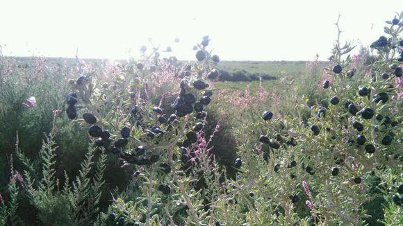 1477982886194938.jpg 40ee763e6709c93d117cfd0b993df8dcd30054bd.jpg