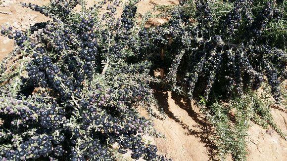 1477982901957879.jpg 8704d6ca7bcb0a465107ac766863f6246a60af4b.jpg