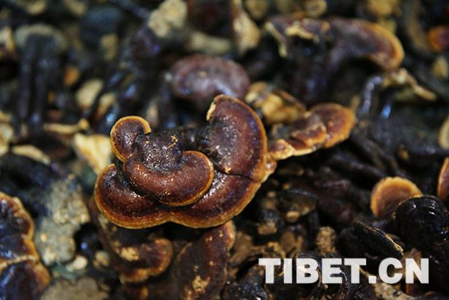 1529548341933203.jpg W020180620713285701479.jpg